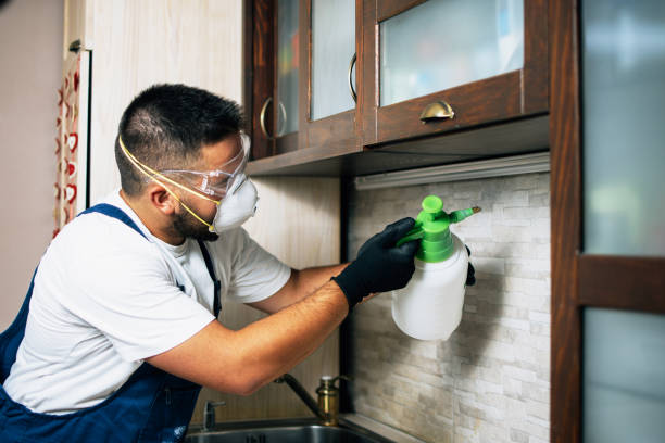 Best Termite Control Services  in Egon City, OR