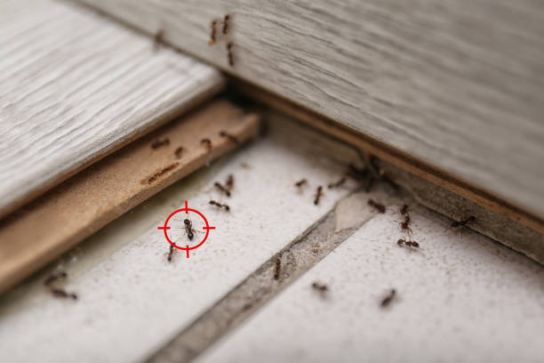 Best Pest Removal Services  in Egon City, OR